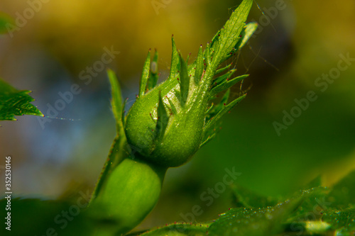 close up of green grass