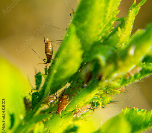 green caterpillar on a leaf