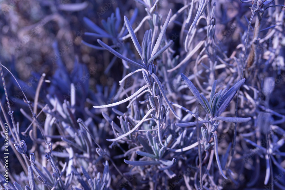 Beautiful bright closeup shot of lavender. Lavender flower. Lavender color. Lavandula. Lavender plant field. Beautiful bright closeup shot of lavender. Lavender flower. Lavender color. Lavandula. Lavender plant field.