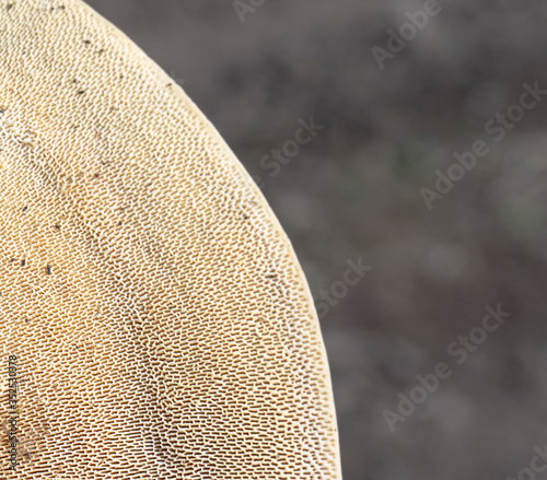 Minimalistic closeup shot of tree mushroom texture. Nature fungus background texture. Ganoderma applanatum. 