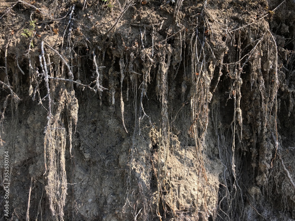 Tree roots. The hanging roots. Nature Tree roots. The hanging roots. Nature