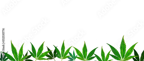CBD. horizontal banner with green cannabis leaves