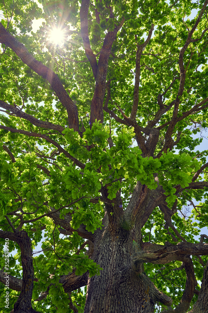 Big oak tree seen from below Big oak tree seen from below