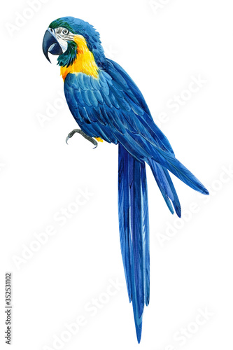Blue parrot on an isolated white background, macaw watercolor hand drawing