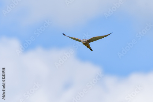 European common Kestrel in flight   Falco tinnunculus 