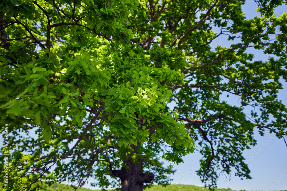Big oak tree seen from below Big oak tree seen from below