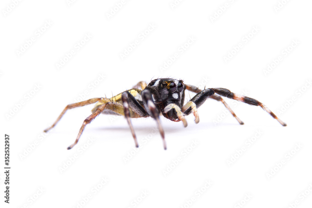 Obraz premium jumping spider isolated on white background.