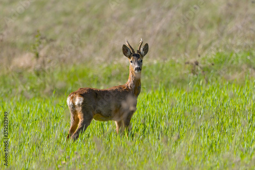 Roe deer buck with pieces of winter fur in spring grass and flowers, Capreolus capreolus © brszattila