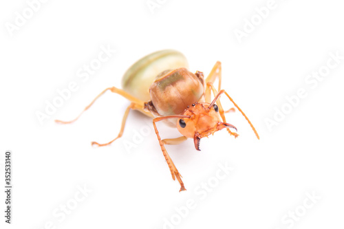 Queen Red Ant. Queen isolated on white background.