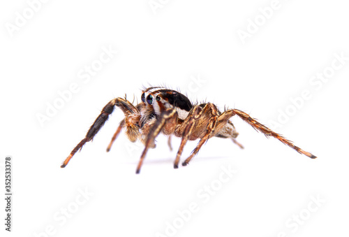 jumping spider isolated on white background. © pichit1422