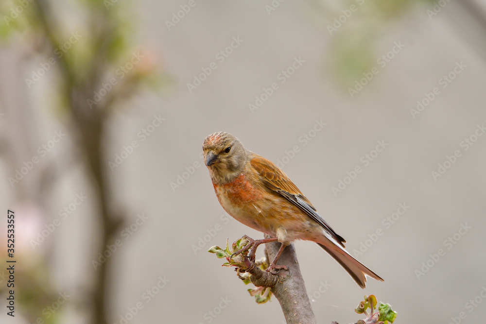 A Linnet, or common Linnet, (Linaria cannabina), male, perched on a branch