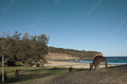 Wild kangaroos at Pebbly beach in NSW Australia - Murramarang National Park
