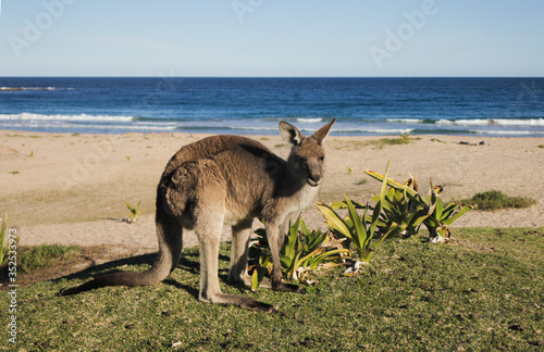 A wild kangaroo at Pebbly beach in NSW Australia - Murramarang National Park photo