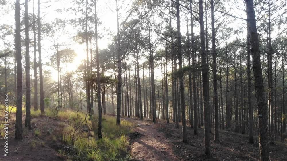 Aerial view of Pine forest at sunrise in Dalat, Lam Dong, Vietnam Aerial view of Pine forest at sunrise in Dalat, Lam Dong, Vietnam