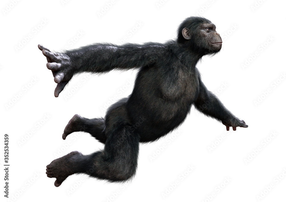 3D Rendering Chimpanzee on White 3D Rendering Chimpanzee on White
