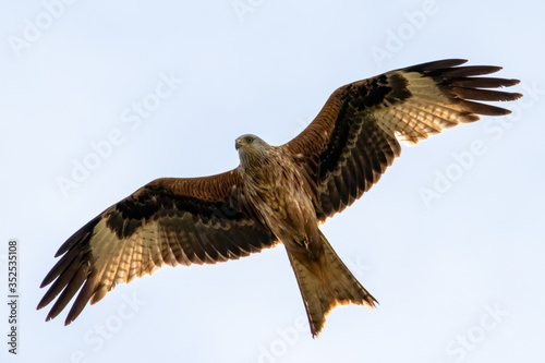 Junger Rotmilan (milvus milvus) in der Luft Portrait aufgenommen in Deutschland Mecklenburg Vorpommern  © Werner