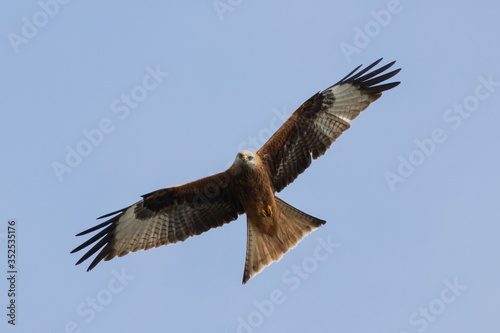 Rotmilan (milvus milvus) in der Luft Portrait aufgenommen in Deutschland Mecklenburg Vorpommern	