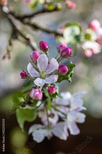 Apple tree  Malus domestica  blossoms