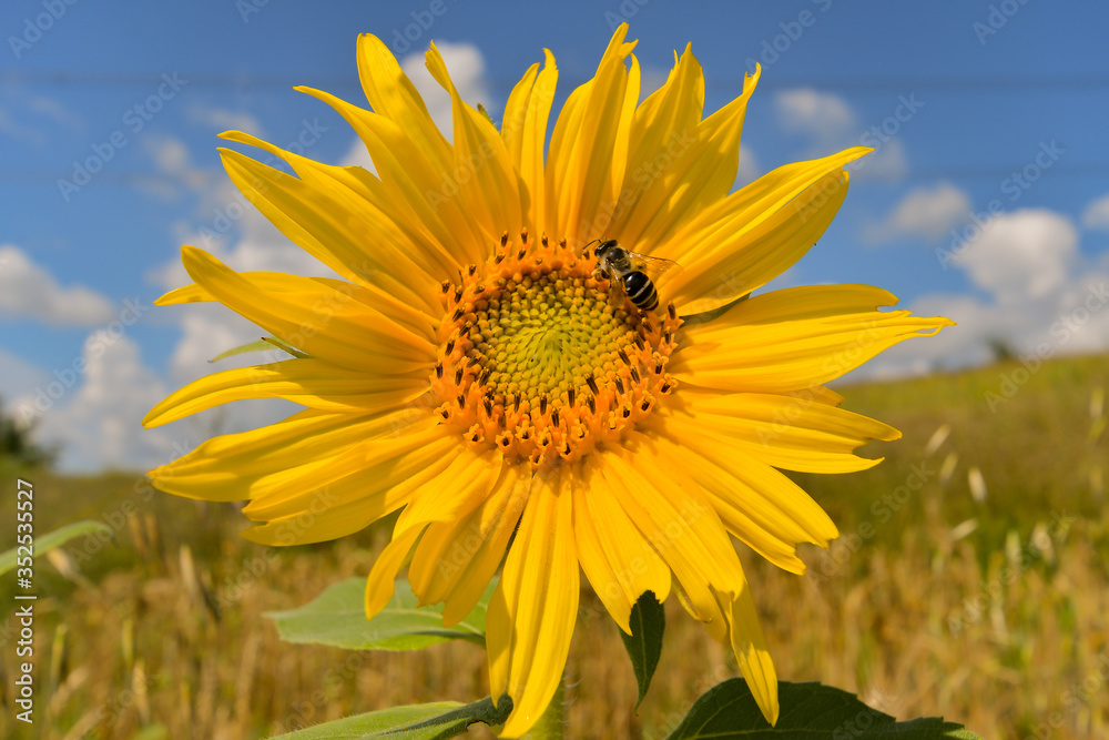 Sunflower natural background, Sunflower blooming, Sunflower oil improves skin health and promote cell regeneration