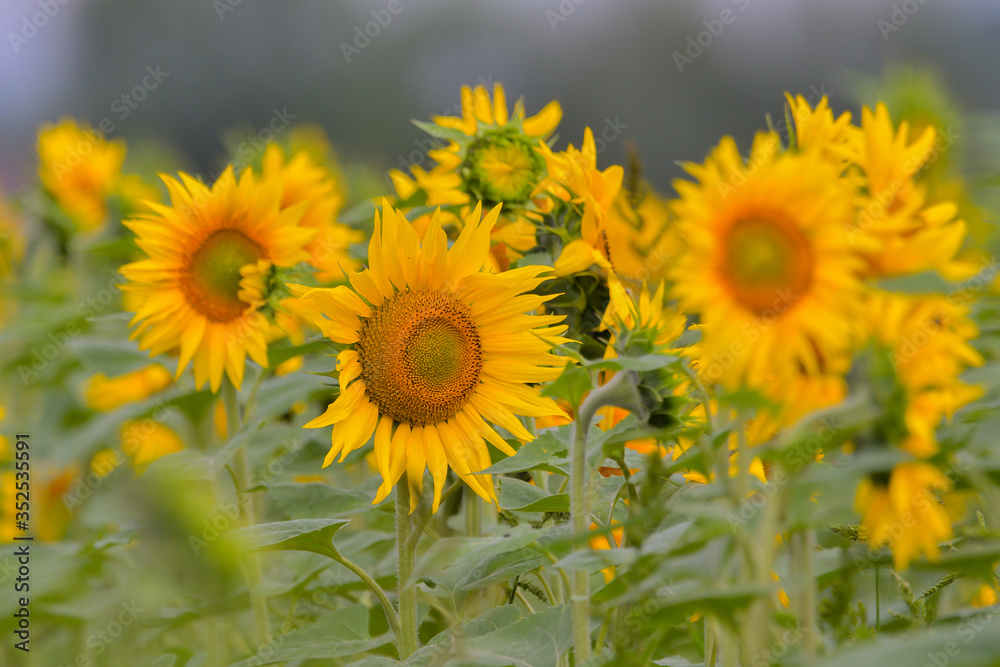 Sunflower natural background, Sunflower blooming, Sunflower oil improves skin health and promote cell regeneration