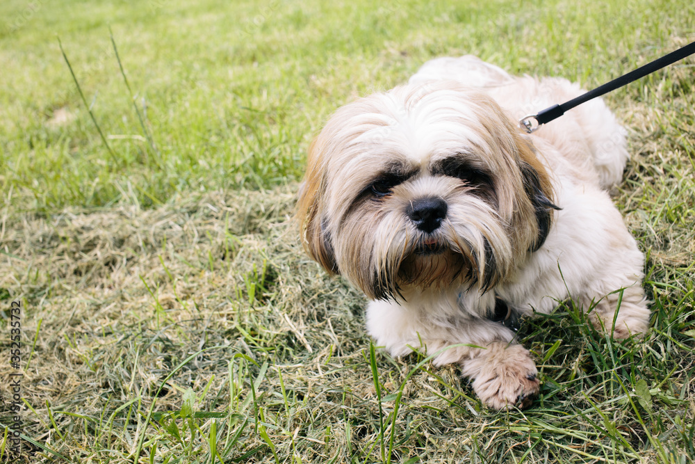 Beautiful shih tzu dog with leash lying on the grass outside on summer day. full face close up