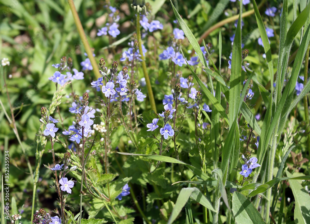 Veronica chamaedrys grows in the garden on the lawn. grows in the garden on the lawn. Veronica chamaedrys grows in the garden on the lawn. grows in the garden on the lawn.