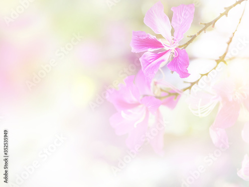 Purple bauhinia orchid flower soft style background.