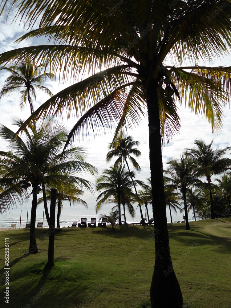 Fototapeta premium palm trees on the beach