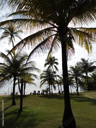 palm trees on the beach