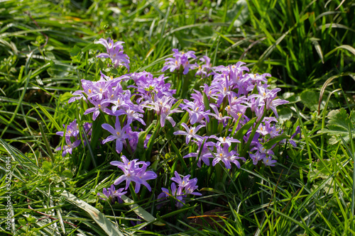 Flowers of a Lucile's Glory-of-the-snow, Chionodoxa luciliae or Gewöhnliche Sternhyazinthe photo