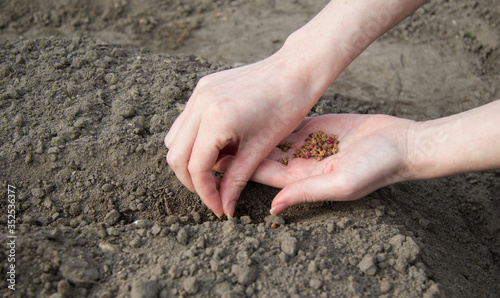 On the palm of the woman's hand are the seeds of beetroot. They're put in the ground. photo