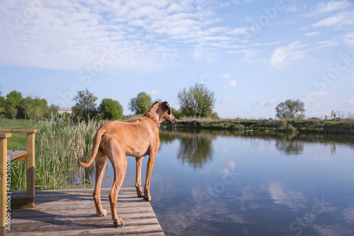Rhodesian Ridgeback dog outdoor