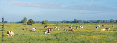 spotted cows in beautiful moring light in floodplanes of river Rhine opposite Amerongen in the netherlands