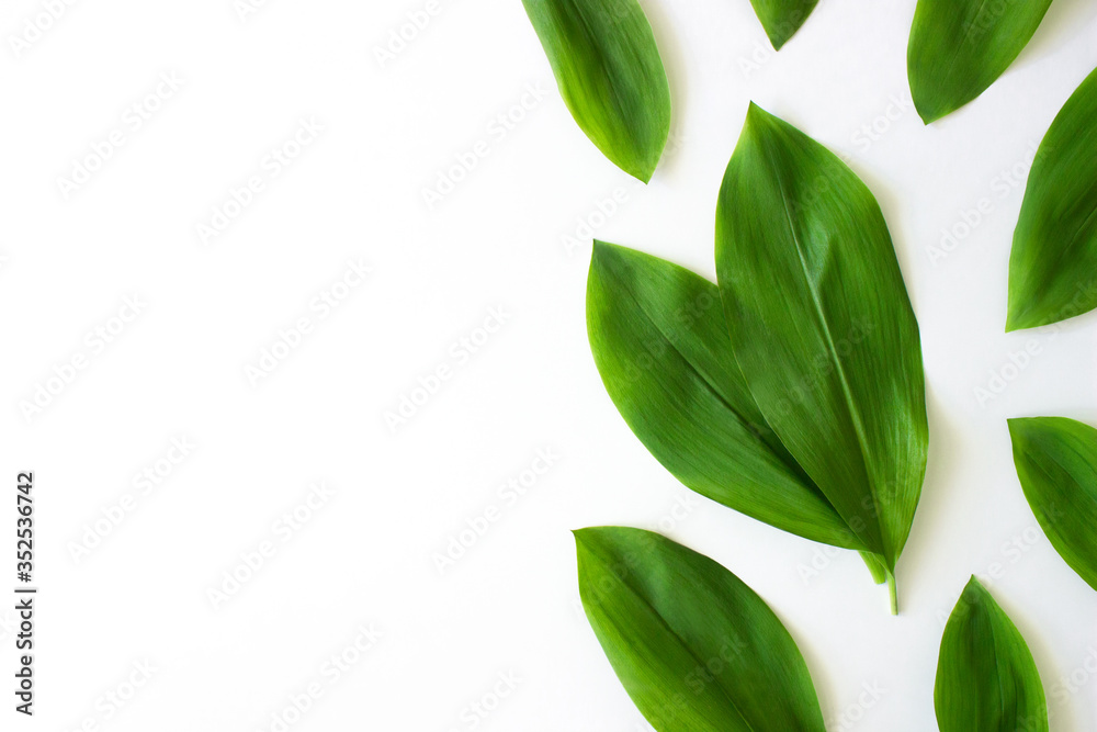 Green tropical leaves isolated on white background top view with copy space. Floral nature flat lay. Ecology, organic background. Lily of the valley, may bells leaves. Stock photo. Green tropical leaves isolated on white background top view with copy space. Floral nature flat lay. Ecology, organic background. Lily of the valley, may bells leaves. Stock photo.