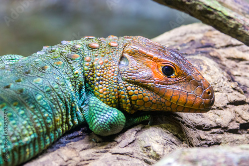 фотографія The Northern caiman lizard lies on the trunk