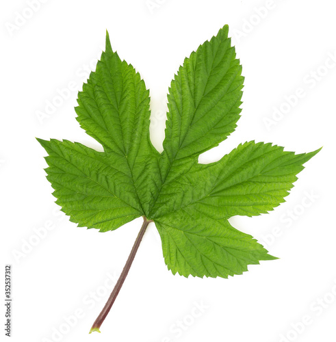 hops  leaf
