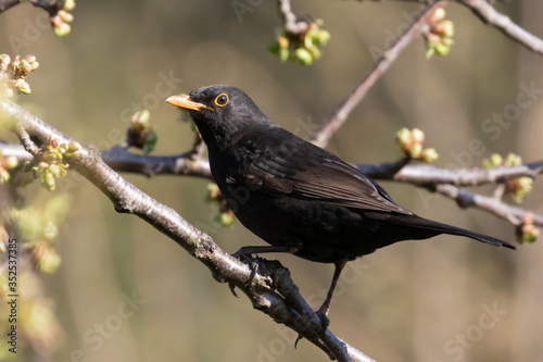 Portrait of Common blackbird (Turdus merula) perched on branch in front of brown green blackground