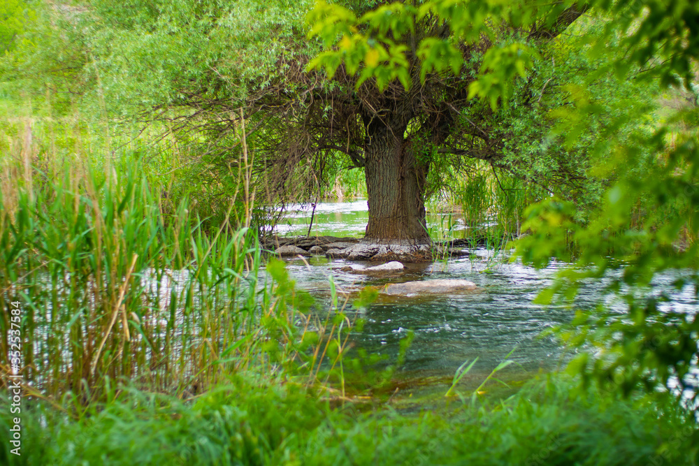 Summer shot of a tree growing in the middle of the river Summer shot of a tree growing in the middle of the river
