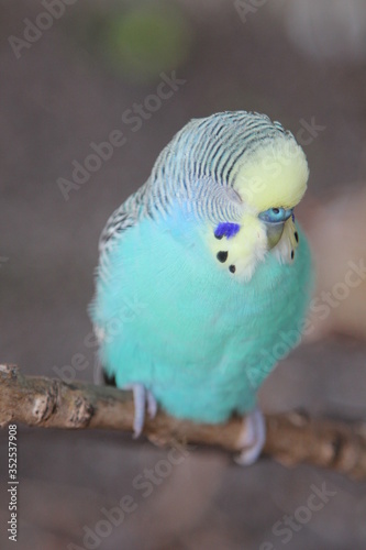 Blue parakeet