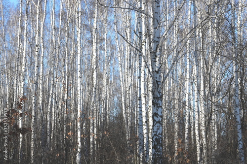 Young birches with black and white birch bark in spring in birch grove against background of other birches