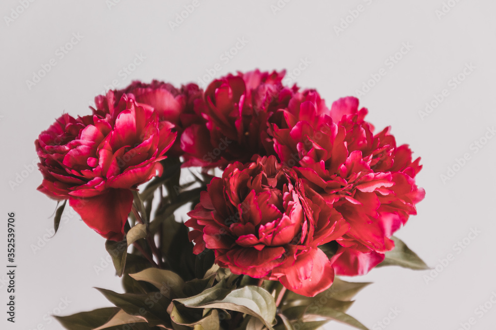 Closeup of red peonies bouquet in a vase on grey background. Closeup of red peonies bouquet in a vase on grey background.