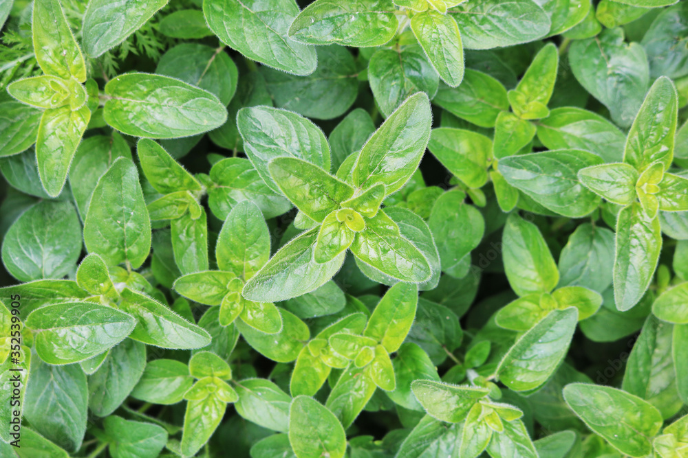 Green leaves of oregano grass. Spice for cooking. Useful herb for human health. Selective focus. Close-up.
Green leaves of oregano grass. Spice for cooking. Useful herb for human health. Selective focus. Close-up.