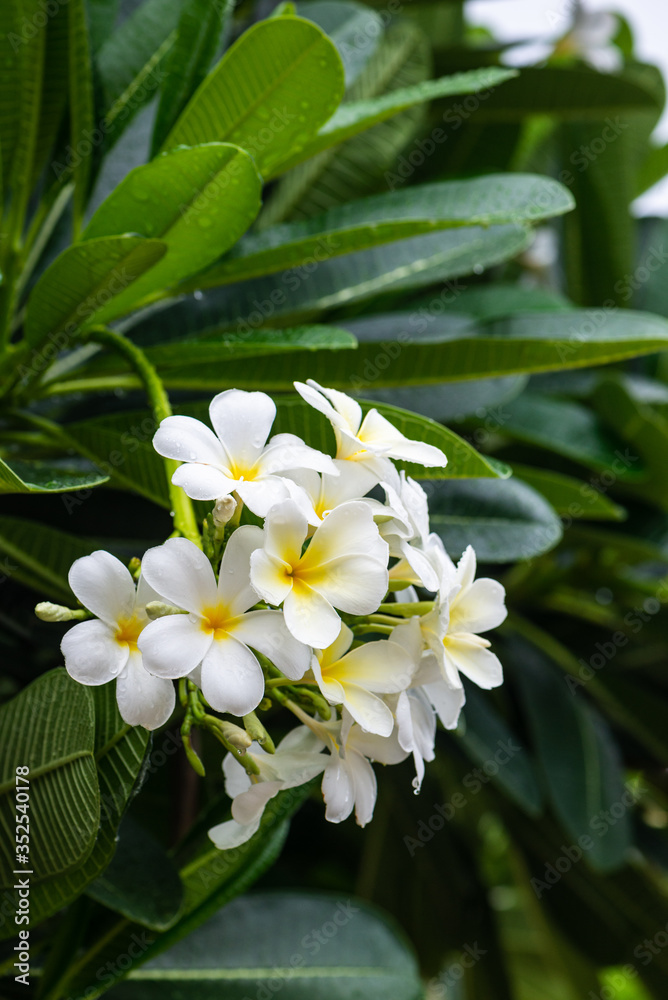 Obraz premium Bunch of Frangipani flowers after the rain. Around is the leaves of Frangipani. The leaves are thick and dark green.