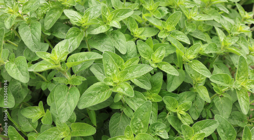 Green leaves of oregano grass. Spice for cooking. Useful herb for human health. Selective focus. Close-up.
Green leaves of oregano grass. Spice for cooking. Useful herb for human health. Selective focus. Close-up.