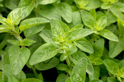 Wallpaper Mural Green leaves of oregano grass. Spice for cooking. Useful herb for human health. Selective focus. Close-up.
 Torontodigital.ca