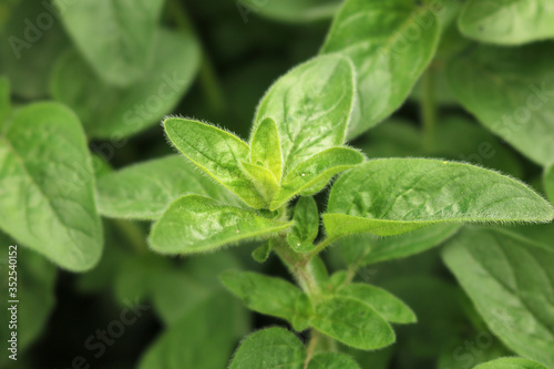 Wallpaper Mural Green leaves of oregano grass. Spice for cooking. Useful herb for human health. Selective focus. Close-up.
 Torontodigital.ca