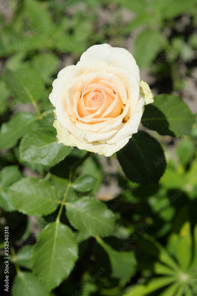 Cream rose, close-up. Beautiful large flower with cream colored petals. Cream rose, close-up. Beautiful large flower with cream colored petals.