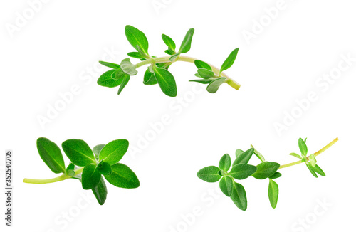 sprig of thyme isolated on white background