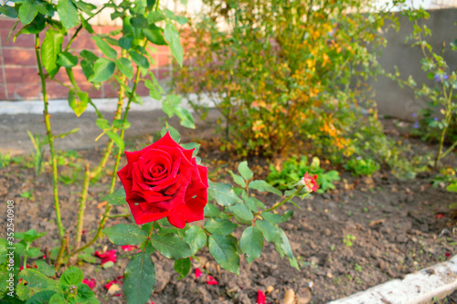 red rose in the flowerbed