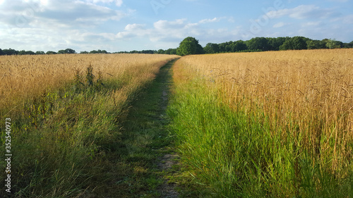 Path between corn fields, Overijssel, Netherlands
